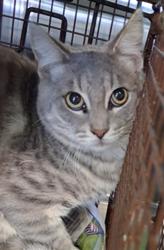 Shelter Stray Male Cat last seen , 1850 W 60th St, Los Angeles, CA 90047, USA