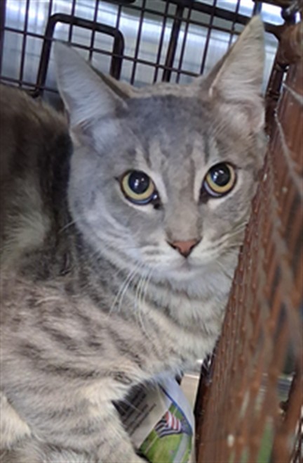 Shelter Stray Male Cat last seen , 1850 W 60th St, Los Angeles, CA 90047, USA