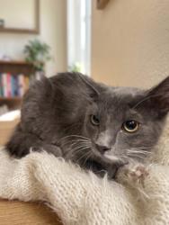 Shelter Stray Male Cat last seen , 957 N Gaffey St, San Pedro, CA 90731, USA