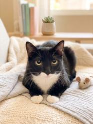 Shelter Stray Female Cat last seen , 957 N Gaffey St, San Pedro, CA 90731, USA