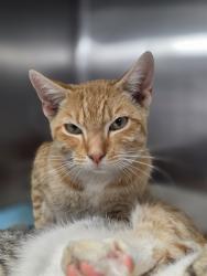 Shelter Stray Male Cat last seen , 201 S Mt Vernon Ave, Bakersfield, CA 93307, USA