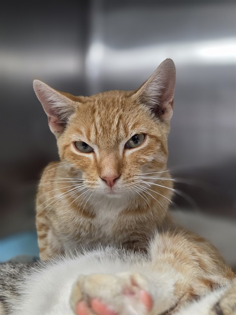 Shelter Stray Male Cat last seen , 201 S Mt Vernon Ave, Bakersfield, CA 93307, USA