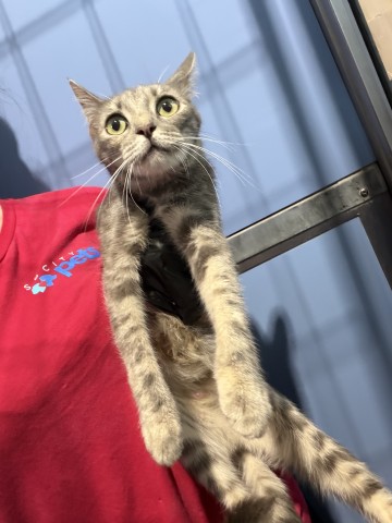 Shelter Stray Female Cat last seen 2ND ST AND LENA RD, 333 Chandler Pl, San Bernardino, CA 92408, USA