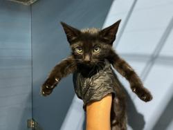 Shelter Stray Female Cat last seen SLOVER AND SIERRA, 333 Chandler Pl, San Bernardino, CA 92408, USA