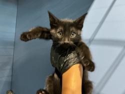 Shelter Stray Female Cat last seen SLOVER AND SIERRA, 333 Chandler Pl, San Bernardino, CA 92408, USA