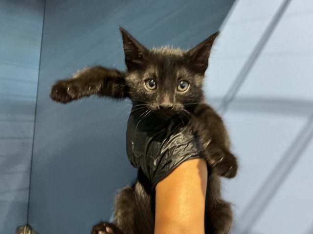 Shelter Stray Female Cat last seen SLOVER AND SIERRA, 333 Chandler Pl, San Bernardino, CA 92408, USA