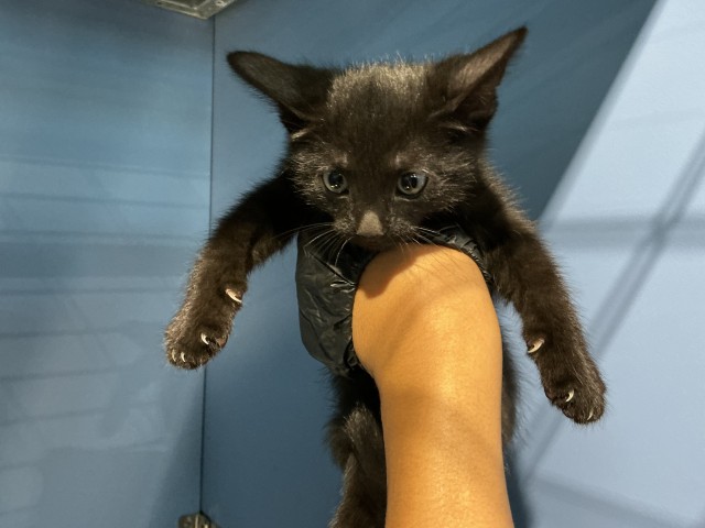 Shelter Stray Male Cat last seen SLOVER AND SIERRA, 333 Chandler Pl, San Bernardino, CA 92408, USA