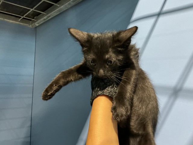 Shelter Stray Female Cat last seen SLOVER AND SIERRA, 333 Chandler Pl, San Bernardino, CA 92408, USA
