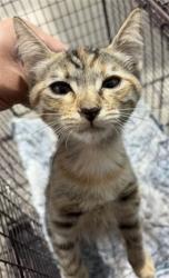 Shelter Stray Female Cat last seen STERLING AVE & E HIGHLAND AVE, SAN BERNARDINO, CA, 92404, USA, 333 Chandler Pl, San Bernardino, CA 92408, USA