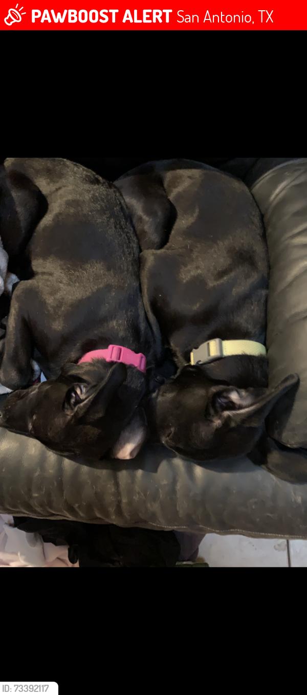 Lost Female Dog last seen Oakhill, San Antonio, TX 78238