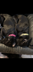 Lost Female Dog last seen Oakhill, San Antonio, TX 78238