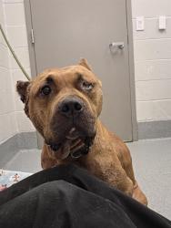 Shelter Stray Female Dog last seen Near, 5001 E Raymond St, Indianapolis, IN 46203, USA