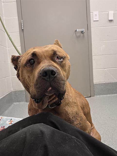 Shelter Stray Female Dog last seen Near, 5001 E Raymond St, Indianapolis, IN 46203, USA
