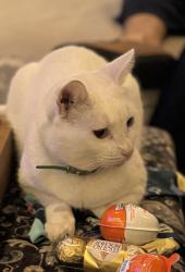 Reunited Male Cat last seen Barcelona and Lois Avenue, Tampa, FL 33629