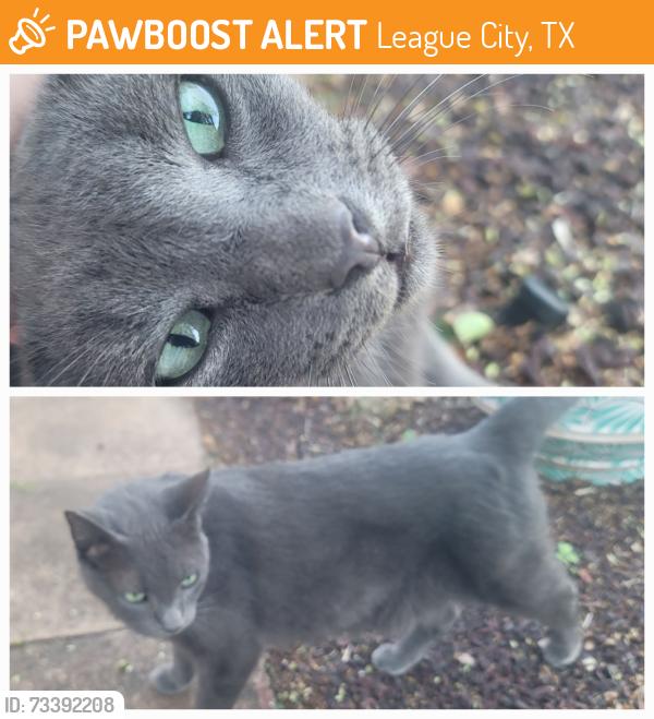 Found/Stray Unknown Cat last seen Thr Oaks of Clear Creek, 96/HWY 3, League City, TX 77573