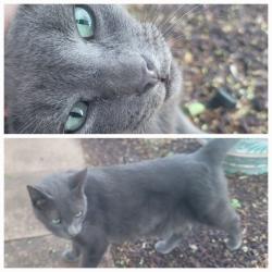 Found/Stray Unknown Cat last seen Thr Oaks of Clear Creek, 96/HWY 3, League City, TX 77573