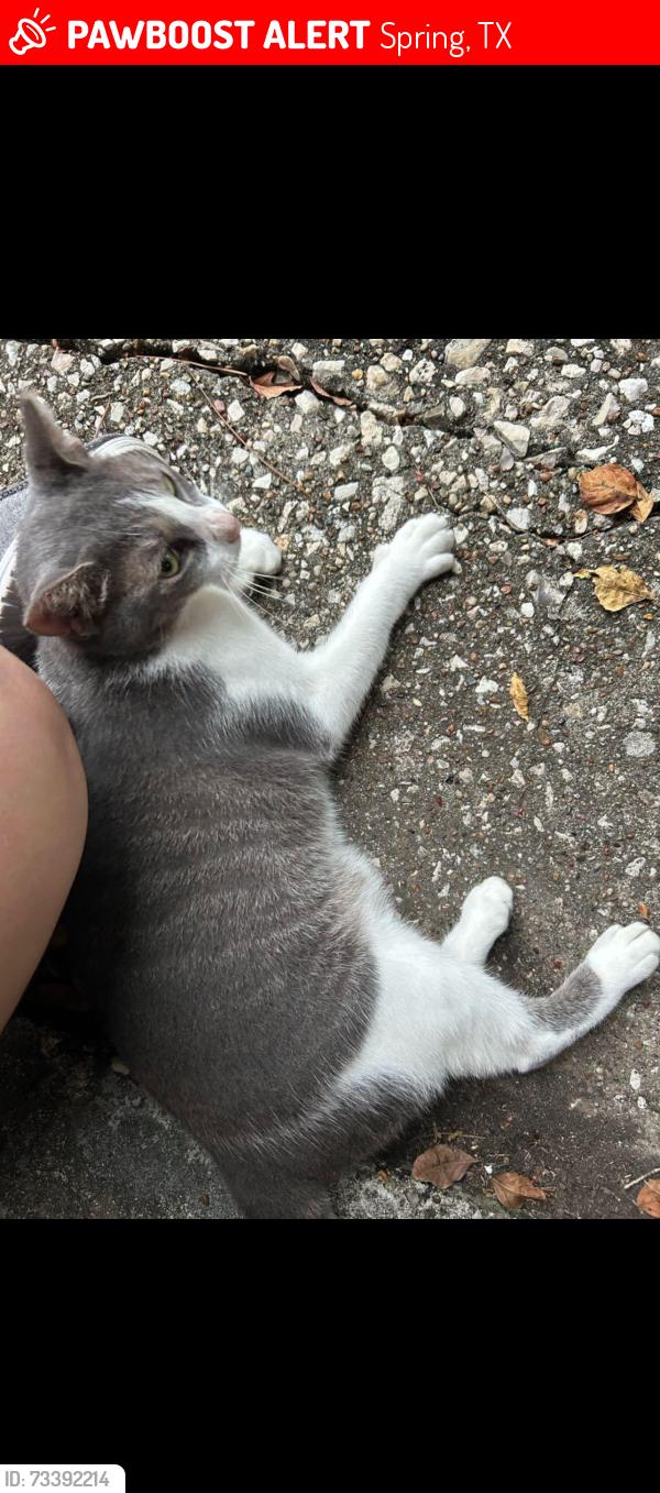 Lost Female Cat last seen Lost Lake and Spinks Creek Lane, Spring, TX 77388