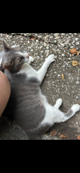 Lost Female Cat last seen Lost Lake and Spinks Creek Lane, Spring, TX 77388