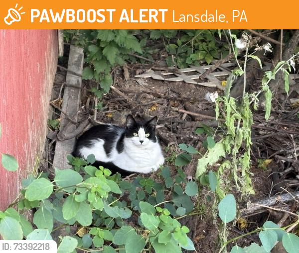 Found/Stray Unknown Cat last seen East Main Street and Lakeview Drive, Lansdale, PA, Lansdale, PA 19446