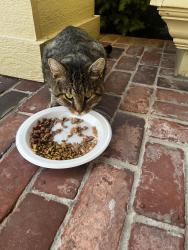 Found/Stray Male Cat last seen Gateway Drive, Kenwood Circle, Lee's Summit, MO 64063