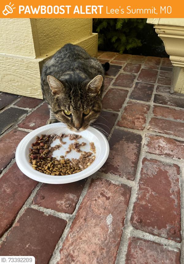 Found/Stray Male Cat last seen Gateway Drive, Kenwood Circle, Lee's Summit, MO 64063