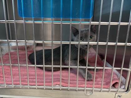 Shelter Stray Male Cat last seen Near Outlook Way, South Fulton, GA, 1251 Fulton Industrial Blvd NW, Atlanta, GA 30336, USA