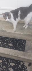Reunited Unknown Cat last seen 17th and Newport Avenue, Northampton, PA 18067