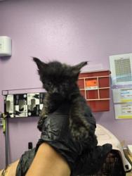 Shelter Stray Female Cat last seen Near Fred Willson ave, CITY of El Paso, TX, 5001 Fred Wilson Ave, El Paso, TX 79906, USA