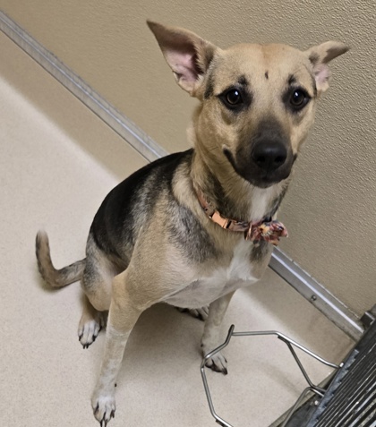 Shelter Stray Female Dog last seen Near block of bingham st, Hamilton, OH, 1820 Princeton Rd, Hamilton, OH 45011, USA