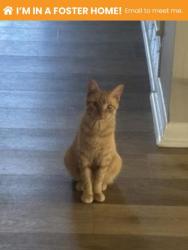 Shelter Stray Female Cat last seen Near Brown ave, 21224, MD, 2490 Giles Rd, Baltimore, MD 21225, USA