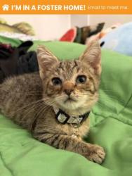 Shelter Stray Male Cat last seen Found on her front steps 6508 Hartwait St 21224, 21224, MD, 2490 Giles Rd, Baltimore, MD 21225, USA