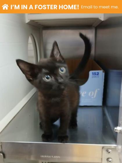 Shelter Stray Male Cat last seen Near McHenry St, Baltimore, Maryland, United Stat, 21223, MD, 2490 Giles Rd, Baltimore, MD 21225, USA