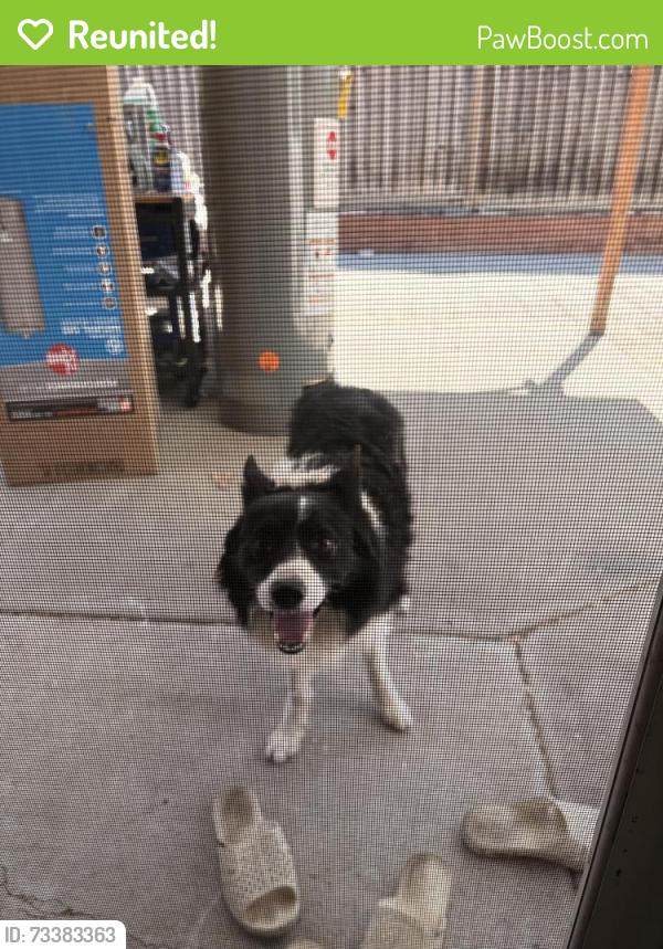 Reunited Unknown Dog last seen Bendmill Way, San Jose, CA 95121