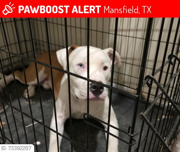 Lost Male Dog last seen Honeysuckle dr. And vinewood ave., Mansfield, TX 76063