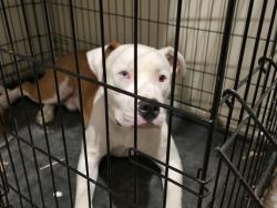 Lost Male Dog last seen Honeysuckle dr. And vinewood ave., Mansfield, TX 76063