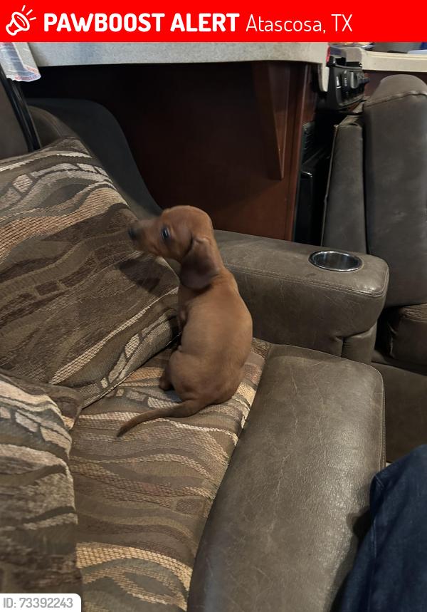 Lost Male Dog last seen Mangold ln, Atascosa, TX 78002
