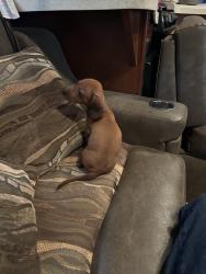 Lost Male Dog last seen Mangold ln, Atascosa, TX 78002