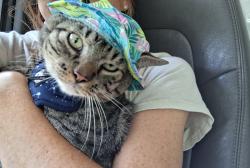 Lost Male Cat last seen Goodwill on Ribault Rd, Beaufort, SC 29907