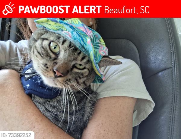 Lost Male Cat last seen Goodwill on Ribault Rd, Beaufort, SC 29907