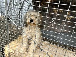 Found/Stray Male Dog last seen 19th street union hills, Phoenix, AZ 85032