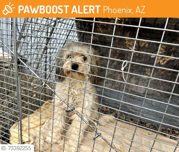 Found/Stray Male Dog last seen 19th street union hills, Phoenix, AZ 85032