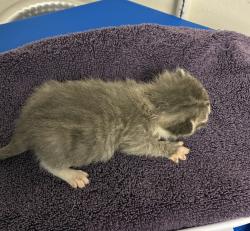 Shelter Stray Male Cat last seen SE Grant St & SE 174th Ave, PORTLAND, OR, 97233, 1700 W Historic Columbia River Hwy, Troutdale, OR 97060, USA
