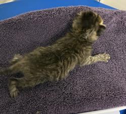Shelter Stray Male Cat last seen SE Grant St & SE 174th Ave, PORTLAND, OR, 97233, 1700 W Historic Columbia River Hwy, Troutdale, OR 97060, USA