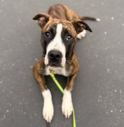 Shelter Stray Female Dog last seen 89th Avenue, OAKLAND, CA, 94621, 8323 Baldwin St, Oakland, CA 94621, USA