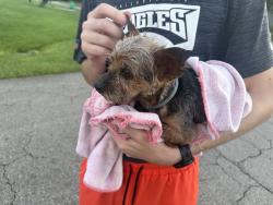 Found/Stray Unknown Dog last seen Curtis, Port St. Lucie, FL 34983