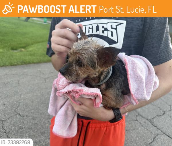 Found/Stray Unknown Dog last seen Curtis, Port St. Lucie, FL 34983