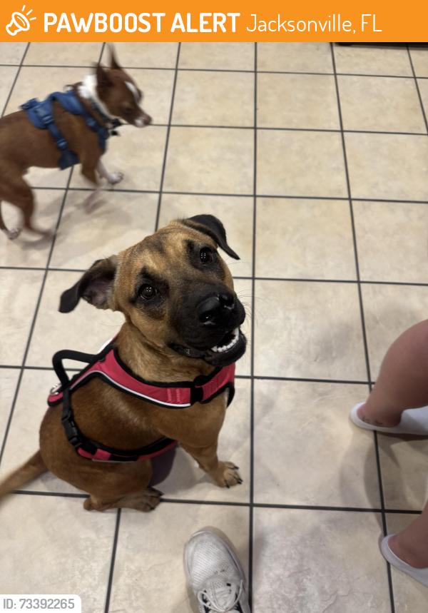 Found/Stray Female Dog last seen Normandy ests, Jacksonville, FL 32221