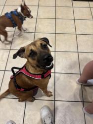 Found/Stray Female Dog last seen Normandy ests, Jacksonville, FL 32221