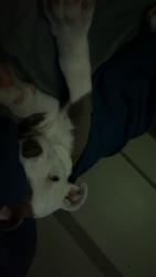 Lost Female Dog last seen Near S 1430 W, Lehi, Lehi, UT 84043