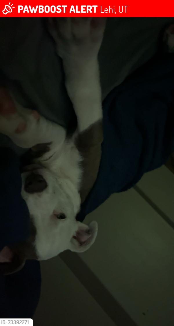 Lost Female Dog last seen Near S 1430 W, Lehi, Lehi, UT 84043